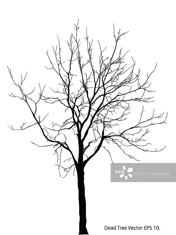 没有叶子的枯树素描图片素材