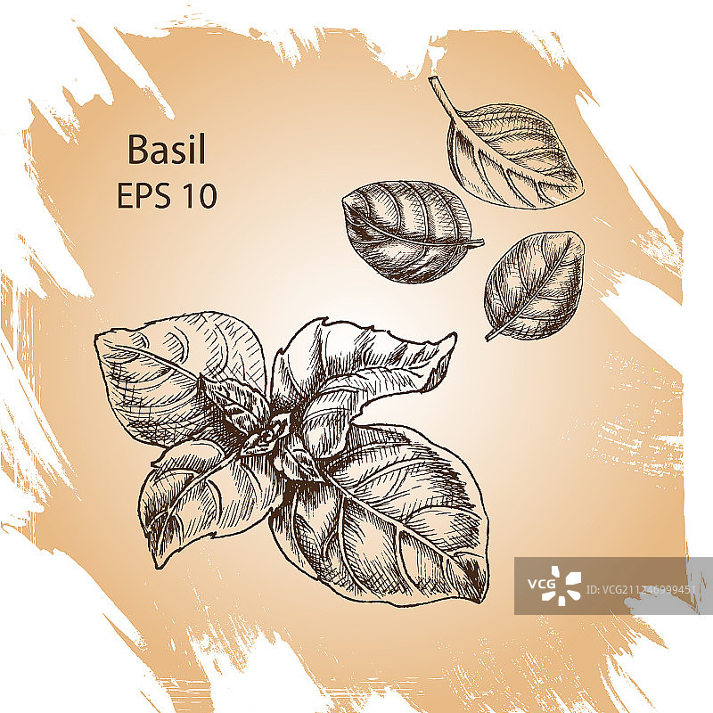 罗勒背景草图图片素材