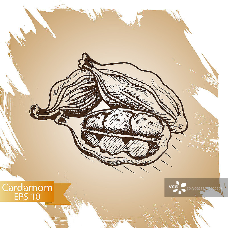 豆蔻烹饪调味料图片素材