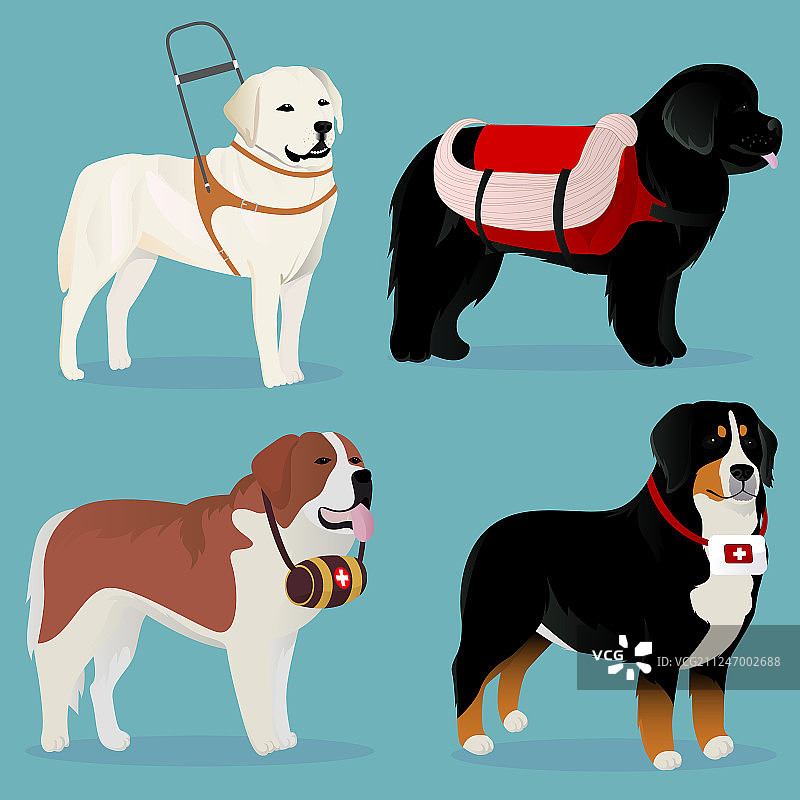 搜救犬和助手犬合集图片素材
