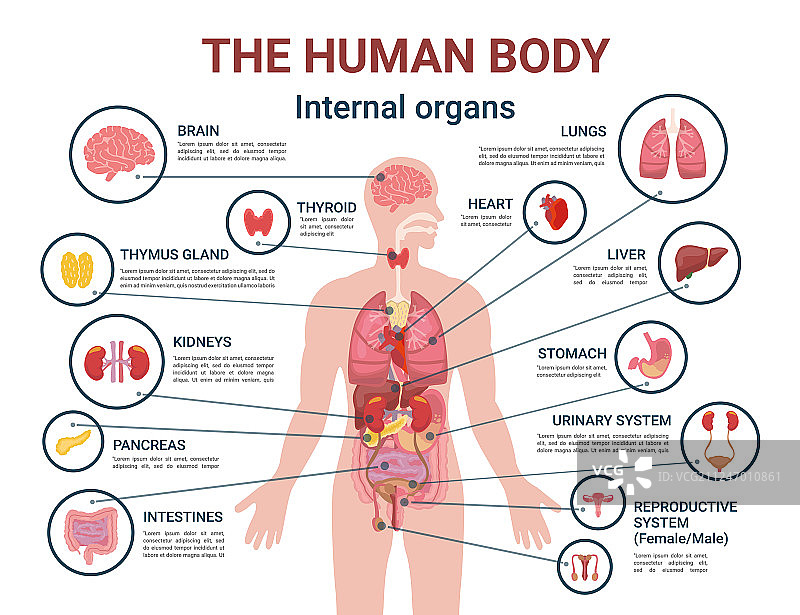 人体内脏器官信息海报图片素材
