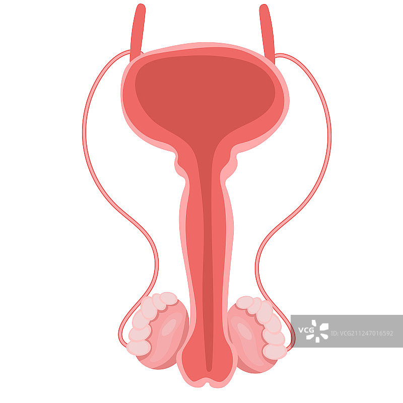 孤立的人体男性生殖系统器官图片素材
