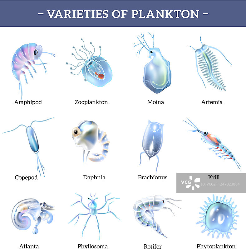 带有文字说明的浮游生物图标图片素材