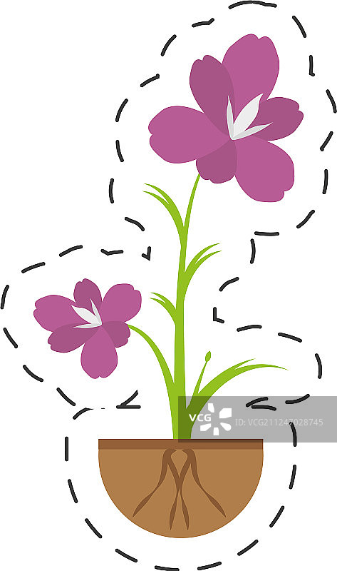 朱顶红花卉装饰图片素材