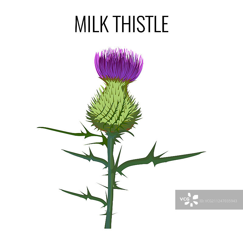 白色背景上的奶蓟图片素材