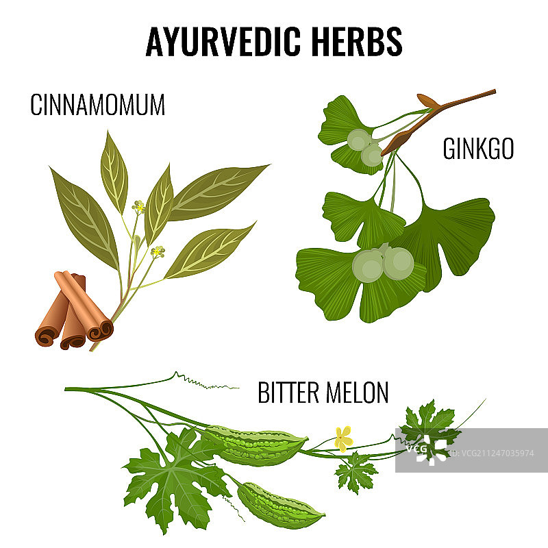阿育吠陀草药植物枝条组合图片素材