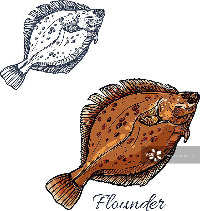 海鲜设计的比目鱼素描图片素材
