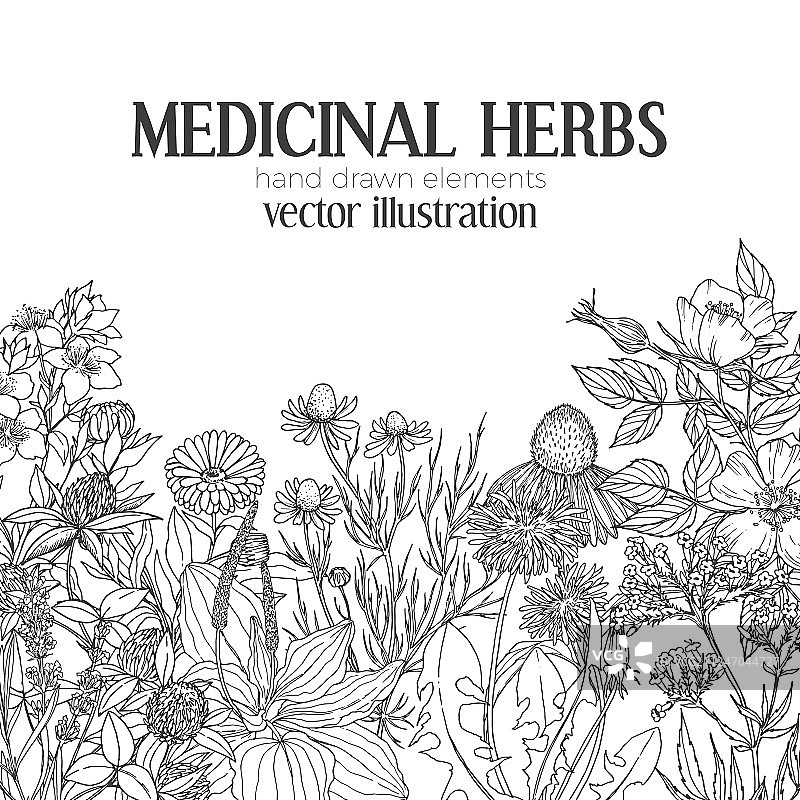 草药复古素描卡片模板图片素材