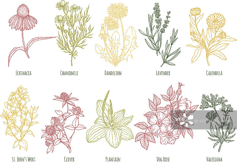 彩色药草复古合集图片素材