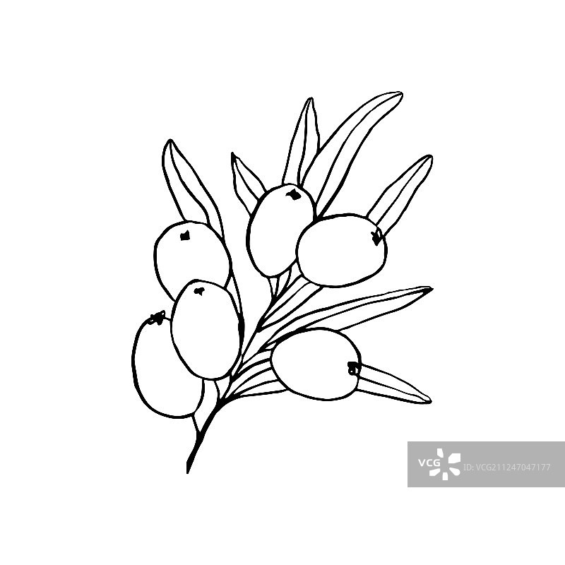 手绘素描沙棘树枝图片素材