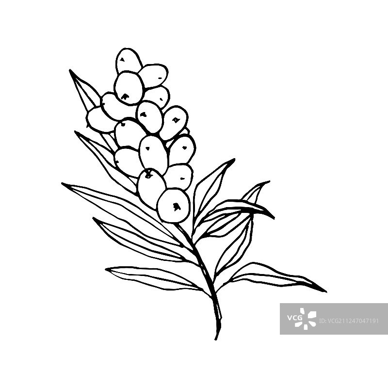 手绘素描沙棘树枝图片素材