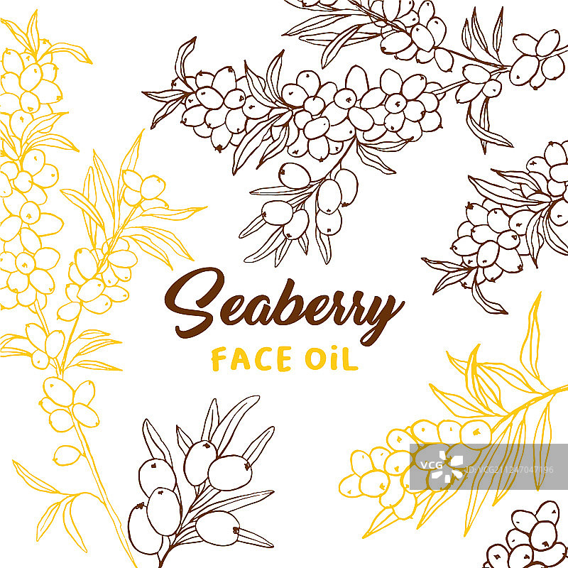 手绘沙棘枝轮廓图片素材