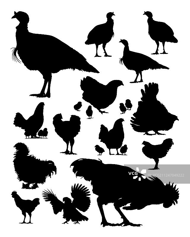 火鸡和鸡的轮廓图片素材