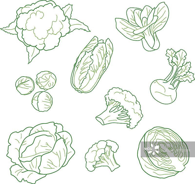 手绘的白菜素食农产品图片素材
