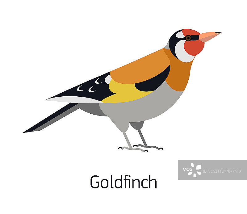 白色背景上可爱的金翅雀图片素材