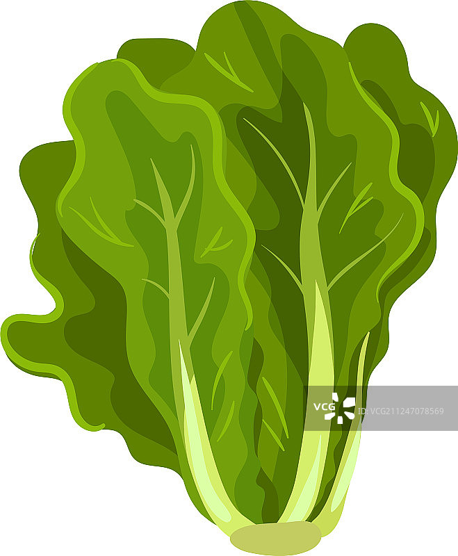 绿色新鲜沙拉叶健康有机图片素材