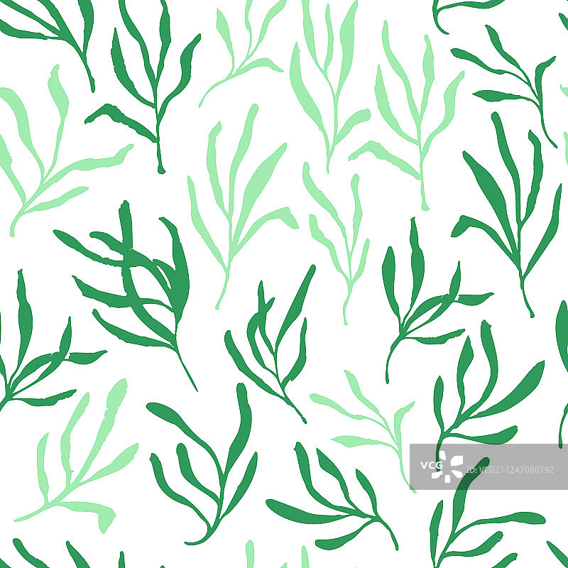 龙蒿治疗性绿叶枝条（已隔离）图片素材