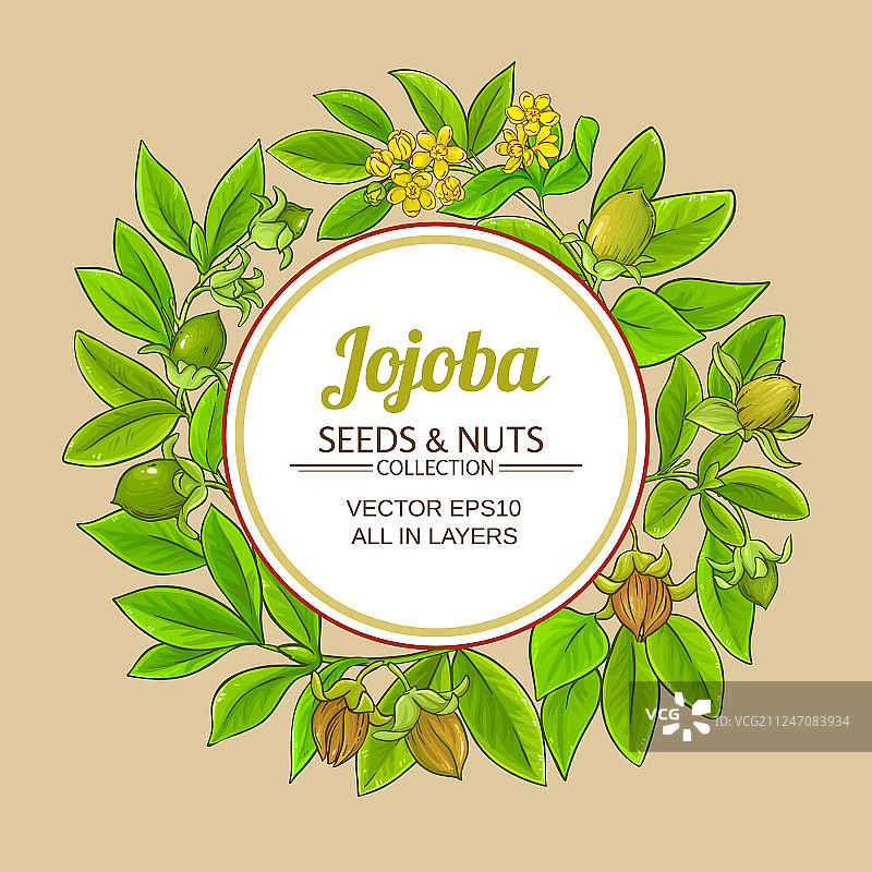 彩色背景上的荷荷巴枝条边框图片素材