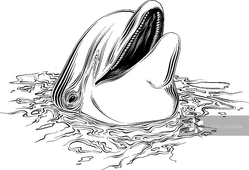 绘制黑色海豚（隔离效果）图片素材