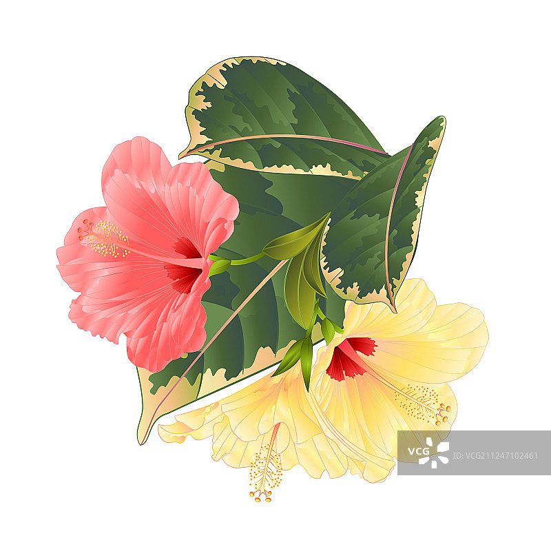 热带花卉插花图片素材