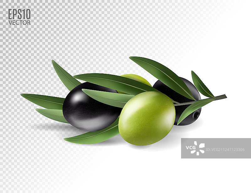 逼真橄榄枝图片素材