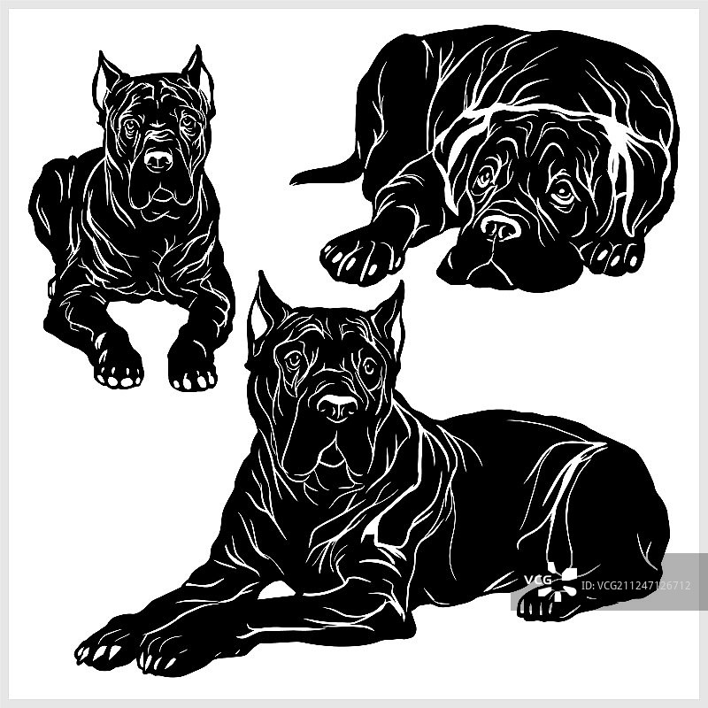 卡斯罗犬——孤立集合图片素材