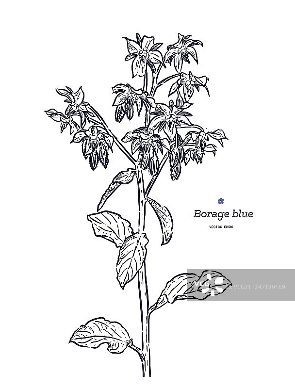 手绘琉璃苣图片素材