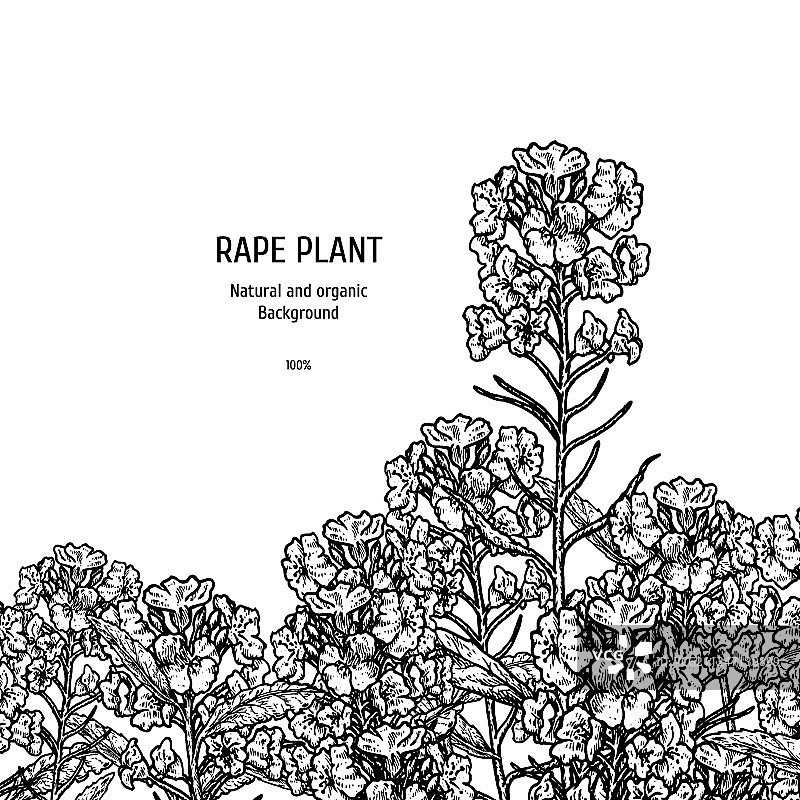 手绘复古油菜花背景图片素材