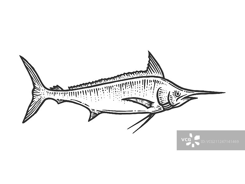 旗鱼马林鱼素描雕刻图片素材