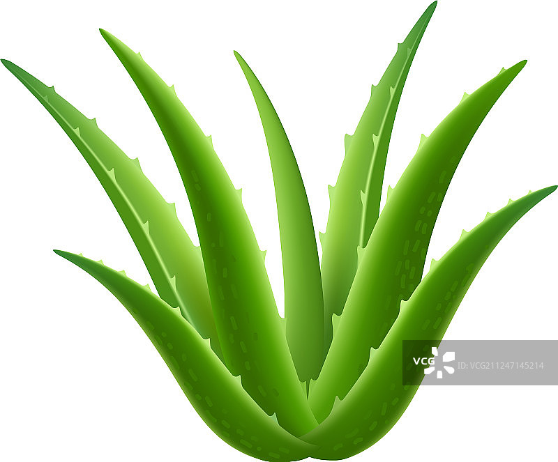 芦荟植物图标写实风格图片素材
