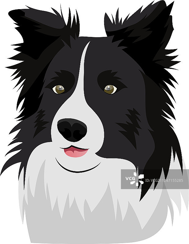 白色背景上的边境牧羊犬图片素材