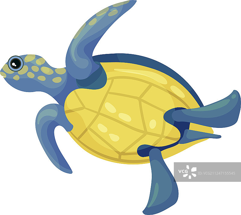 带斑点的黄腹蓝龟图片素材