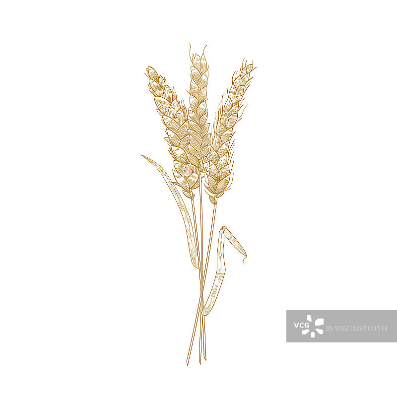 手绘麦穗轮廓花束图片素材