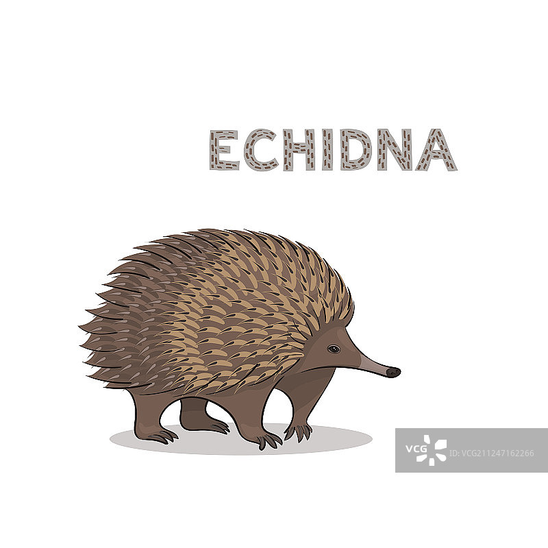 白色背景上的卡通针鼹图片素材