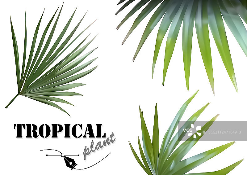 热带棕榈叶图片素材