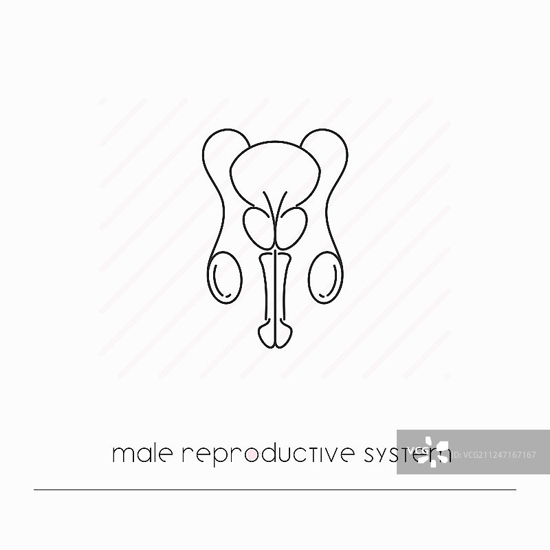 男性生殖系统隔离图标图片素材