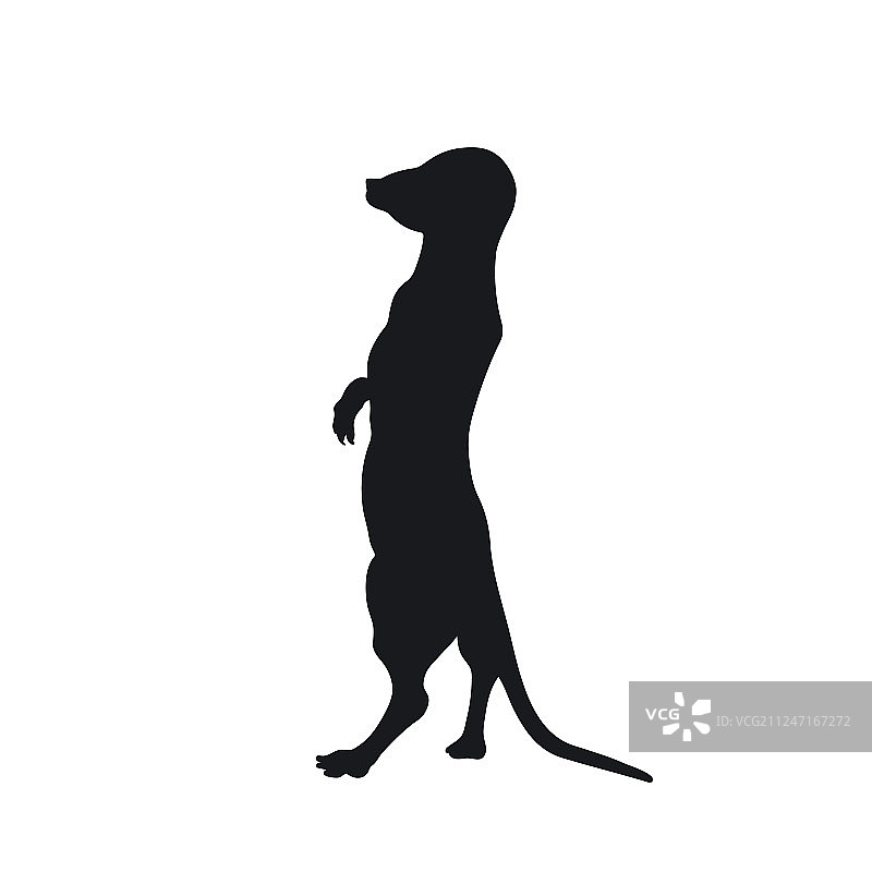 黑色轮廓非洲猫鼬图片素材