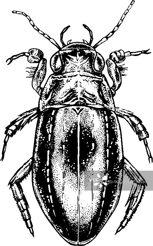 手绘甲虫水生昆虫写实素描图片素材
