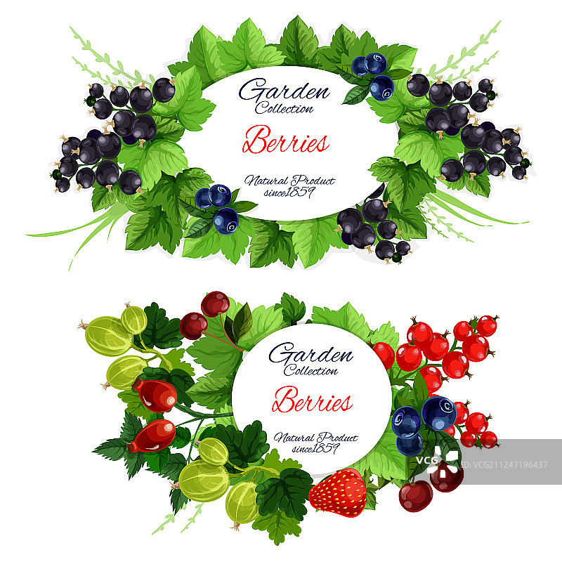 带叶枝条上的花园浆果水果图标图片素材