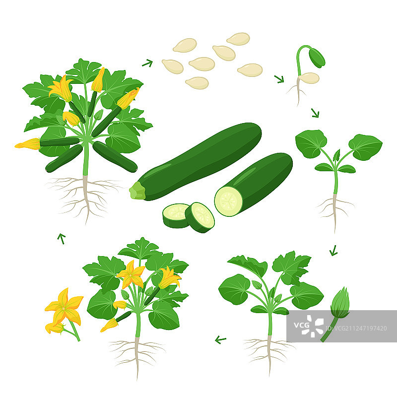 西葫芦植物从种子发芽到开花图片素材