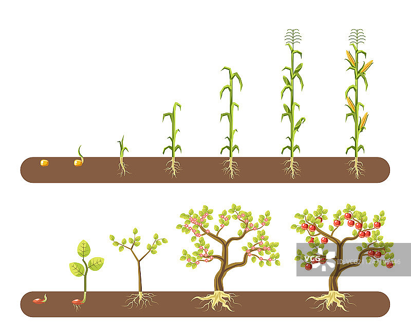玉米和番茄的生长阶段图片素材