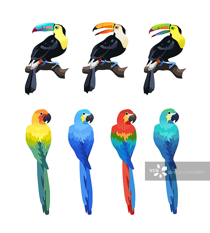 热带鸟类图片素材