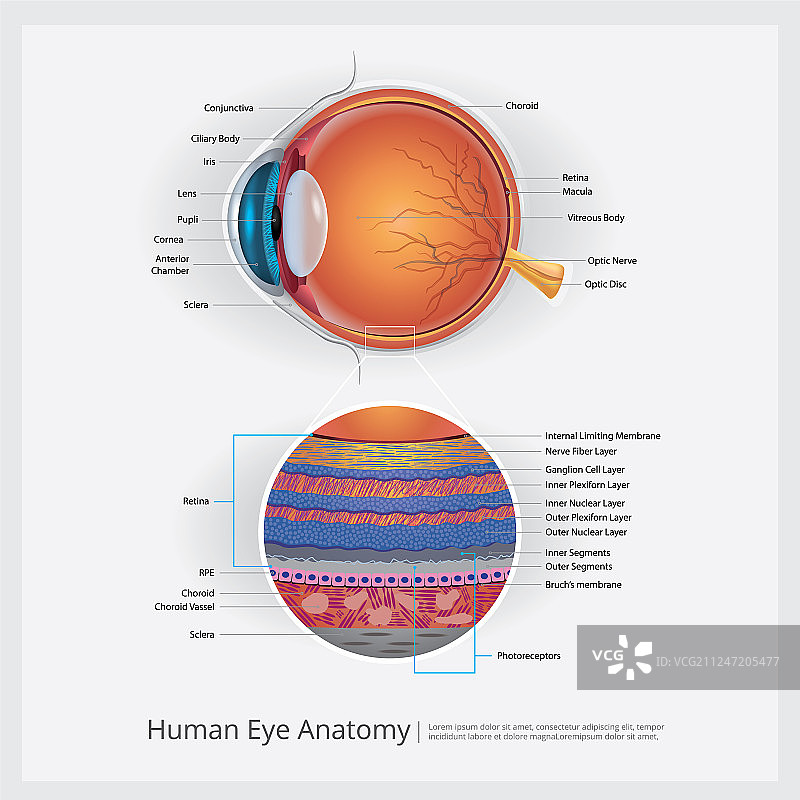 人眼解剖结构图片素材