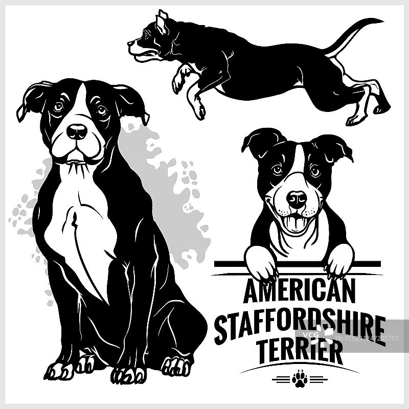 美国斯塔福梗犬（套装）图片素材