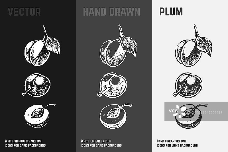 手绘李子素描合集图片素材