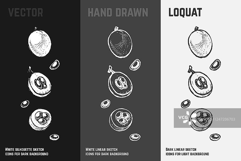 手绘枇杷水果素描集图片素材