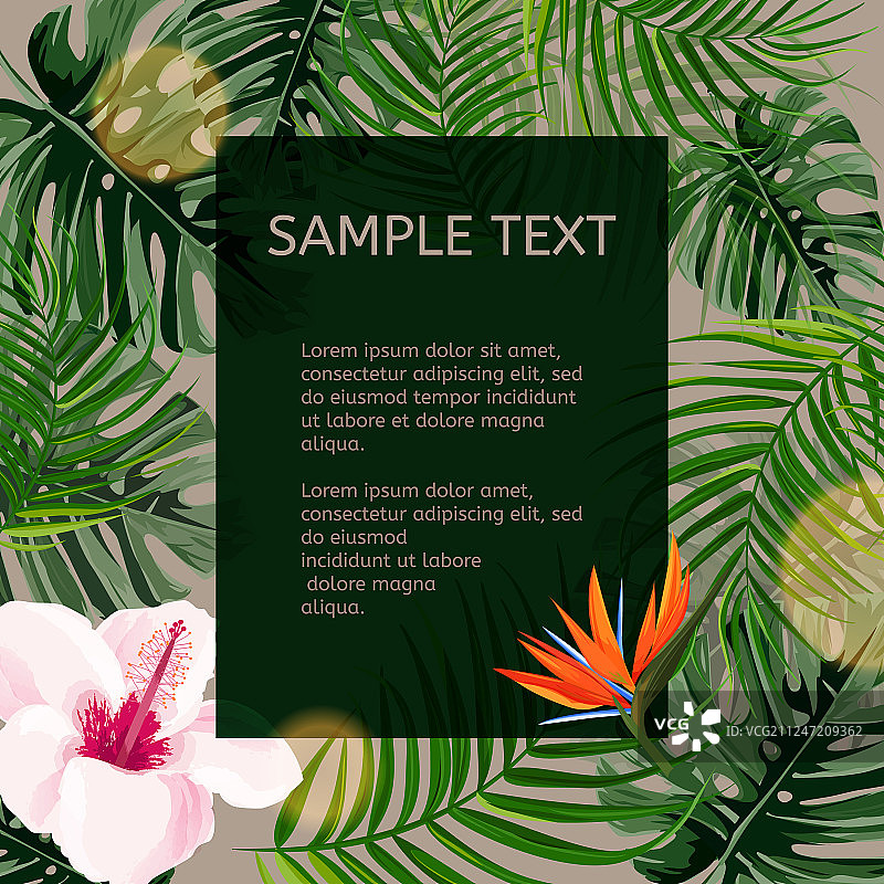 热带植物设计模板图片素材