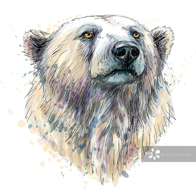 水花飞溅的北极熊头部画像图片素材