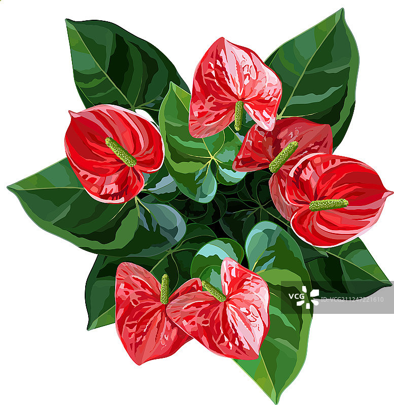 红掌俯视图图片素材