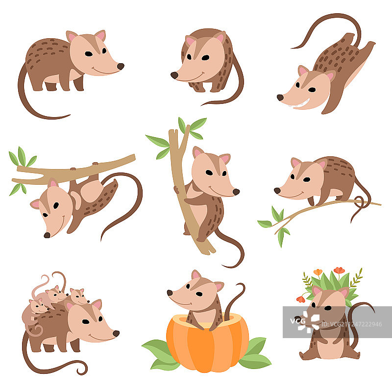 各种姿势的可爱负鼠动物集合图片素材